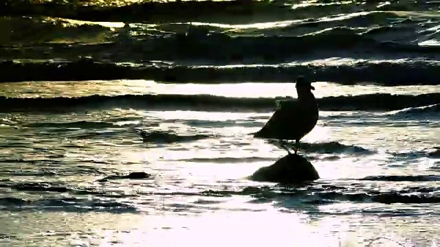 大西洋的风景，海滩上的日落，海鸥和海浪视频素材