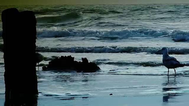 大西洋的风景，海滩上的日落，海鸥和海浪视频素材