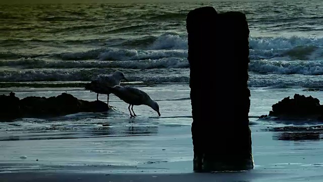 大西洋的风景，海滩上的日落，海鸥和海浪视频素材