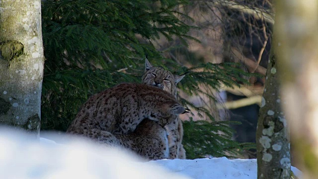 欧洲山猫;山猫，在冬天视频素材