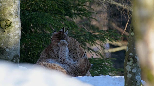 欧洲山猫;山猫，在冬天视频素材