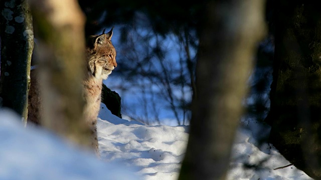 欧洲山猫;山猫，在冬天视频素材