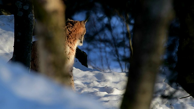 欧洲山猫;山猫，在冬天视频素材