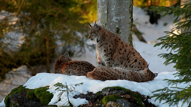 欧洲山猫;山猫，在冬天视频素材