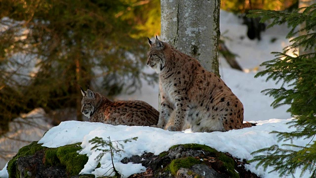 欧洲山猫;山猫，在冬天视频素材