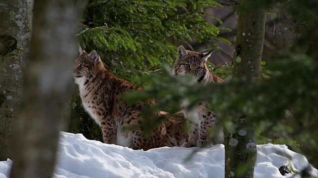 欧洲山猫;山猫，在冬天视频素材