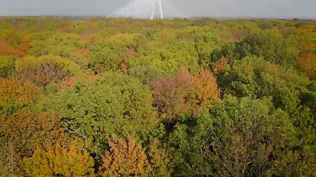 秋天森林中的悬索桥(架空)视频素材