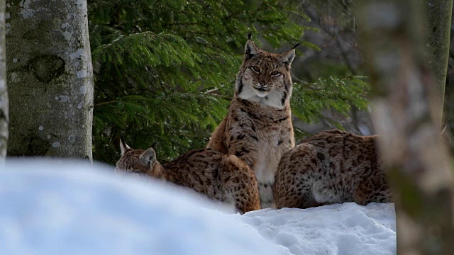 欧洲山猫;山猫，在冬天视频素材