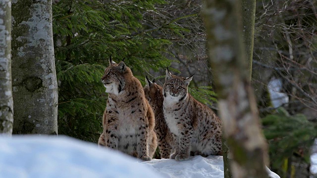 欧洲山猫;山猫，在冬天视频素材