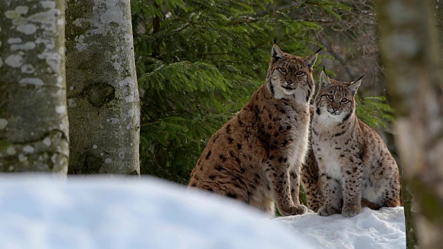 欧洲山猫;山猫，在冬天视频素材