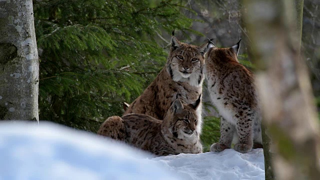 欧洲山猫;山猫，在冬天视频素材