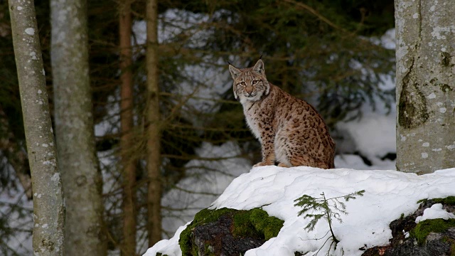 欧洲山猫;山猫，在冬天视频素材