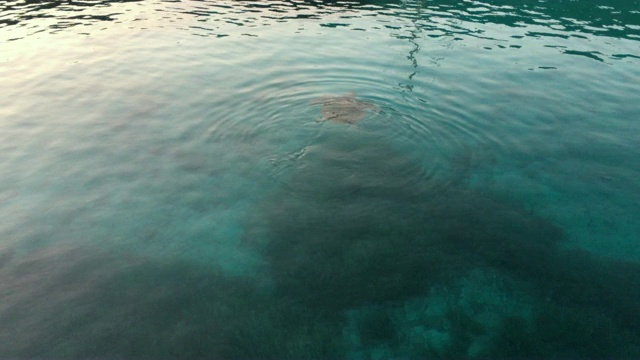 龟在海里游泳，博德鲁姆海与龟在一起视频下载