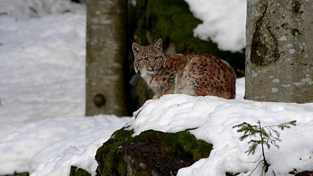 欧洲山猫;山猫，在冬天视频素材