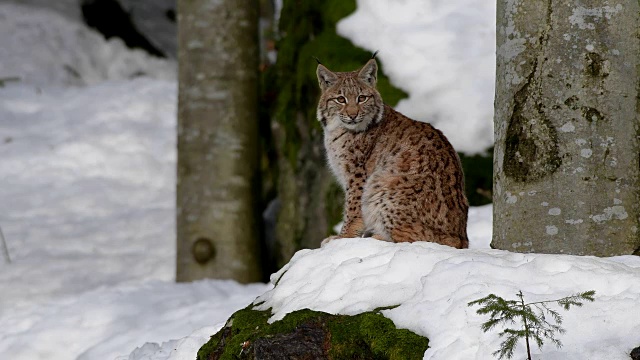 欧洲山猫;山猫，在冬天视频素材