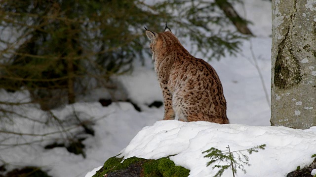 欧洲山猫;山猫，在冬天视频素材