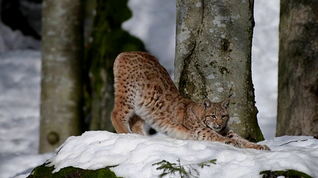 欧洲山猫;山猫，在冬天视频素材