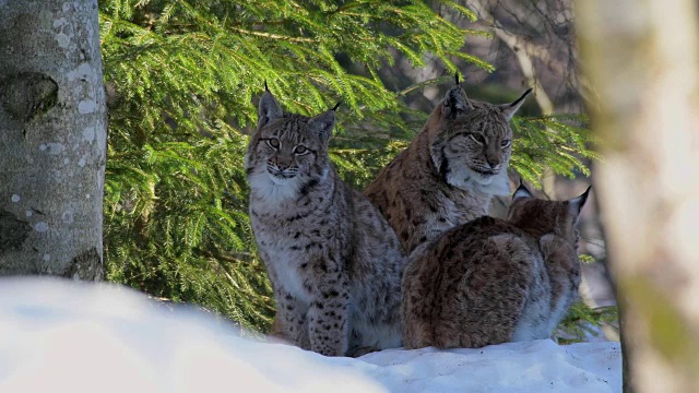 欧洲山猫;山猫，在冬天视频素材