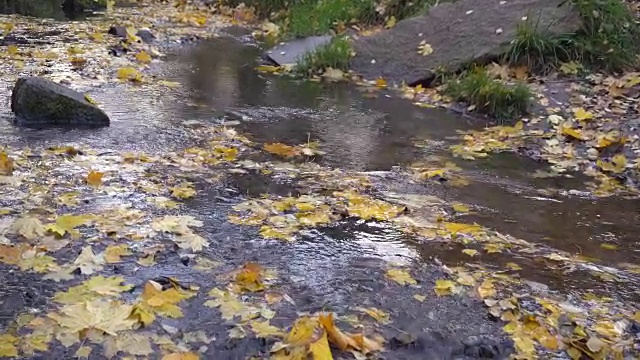 秋水满是黄叶，娃娃拍视频素材