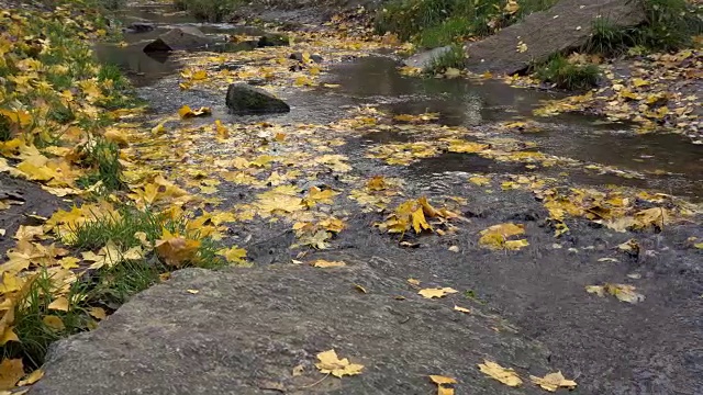 秋水满是黄叶，娃娃拍视频素材