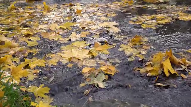 秋水满是黄叶，娃娃拍视频素材