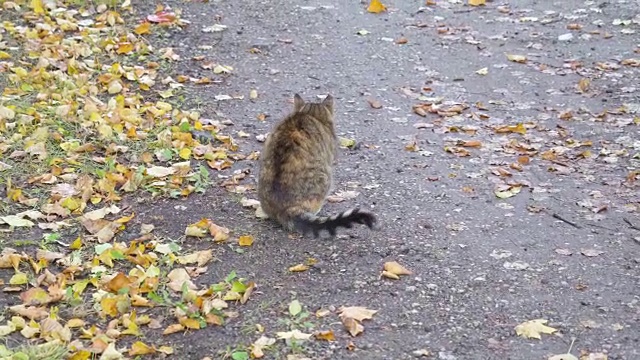 一只棕色和灰色的胖猫走在人行道上视频素材