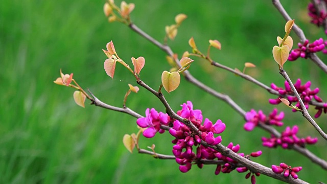 春暖花开，合起来视频素材