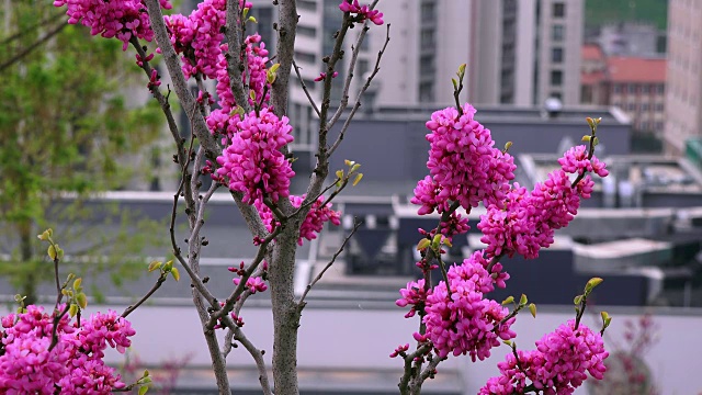 春暖花开，合起来视频素材