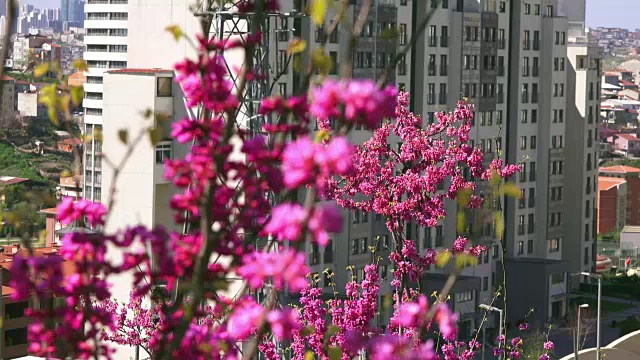 春暖花开，合起来视频素材