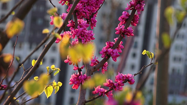 春暖花开，合起来视频素材