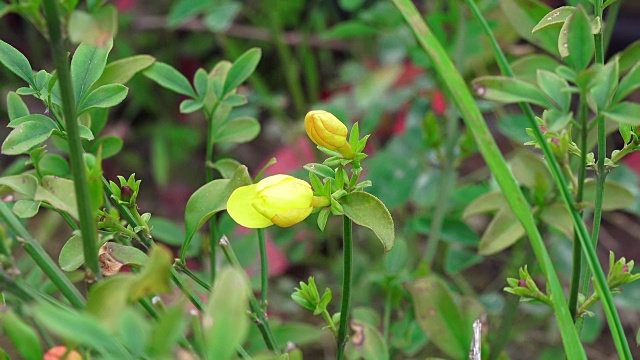 草地鲜花,特写视频素材