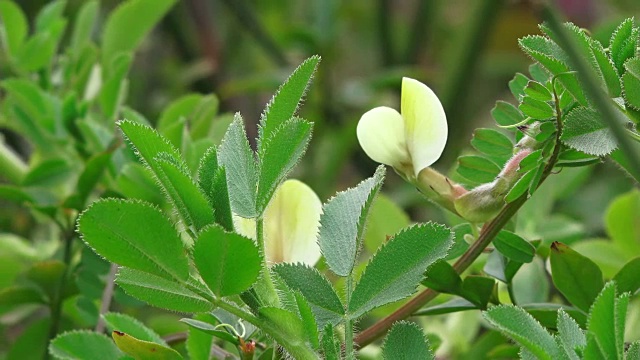 草地鲜花,特写视频素材