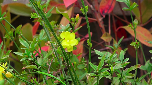 草地鲜花,特写视频素材