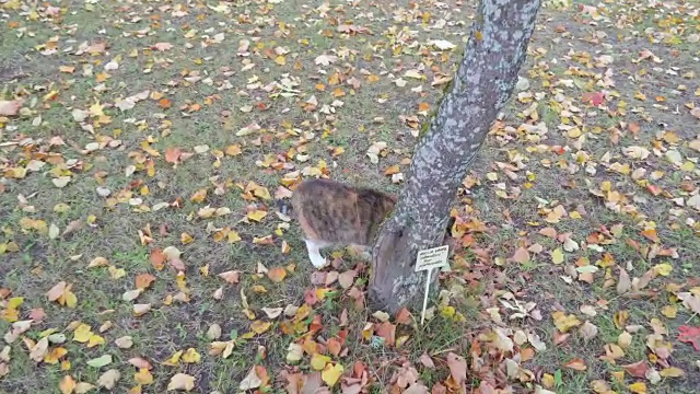 那只灰色的肥猫正试图爬上树干视频素材