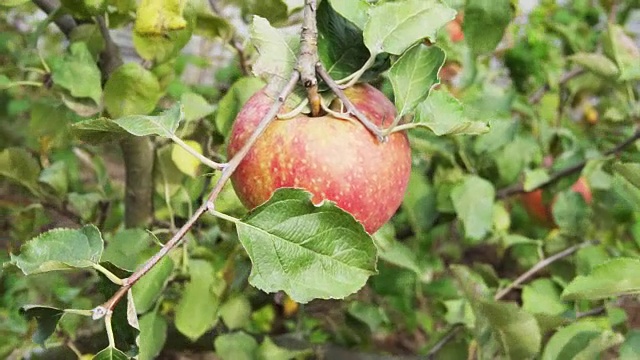 一个红苹果挂在苹果树上视频素材