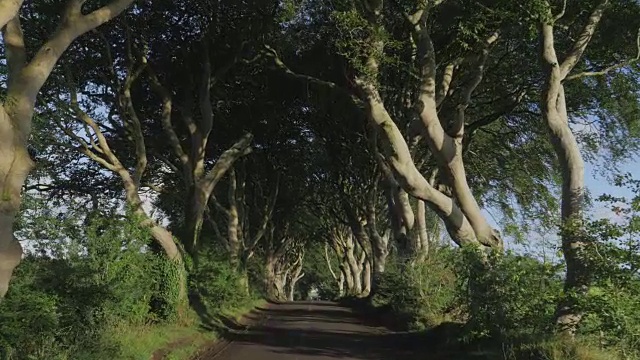 在北爱尔兰秋天的早晨，我走在黑暗的绿树成荫的乡间小路上视频素材