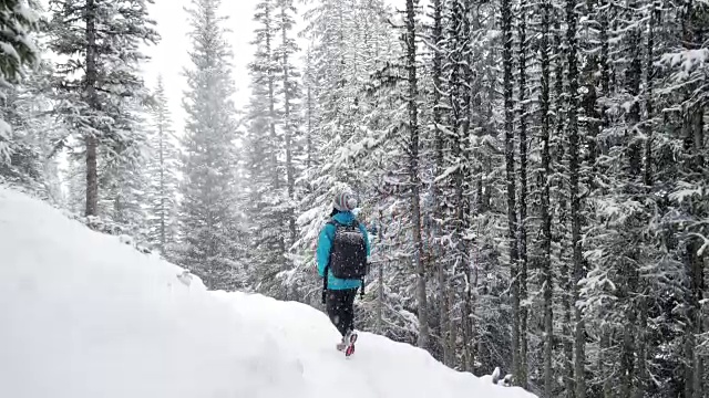 在松林里的新鲜冬雪上徒步旅行的妇女视频素材