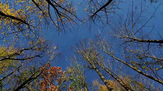 秋天的树木在风和清澈的蓝天。视频素材