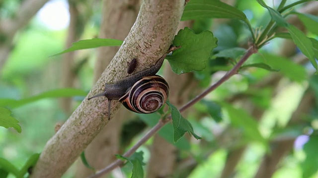 蜗牛和土鳖视频素材