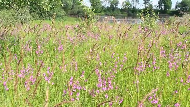 夏秋花在湖旁的夏季田野上绽放视频素材