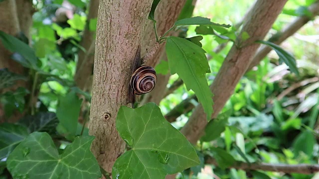 蜗牛视频素材