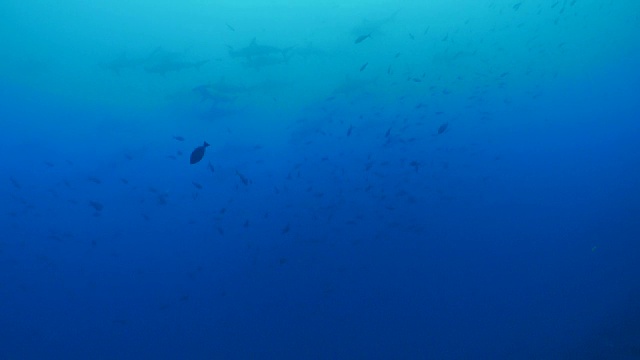 一大群双髻鲨覆盖在海面上视频素材