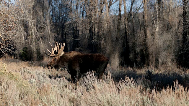 一个巨大的公驼鹿(Alces Alces)沿着森林边缘行走对抗的4K WS镜头视频素材