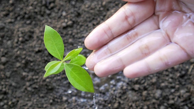 美丽的女人用手给植物浇水。视频素材