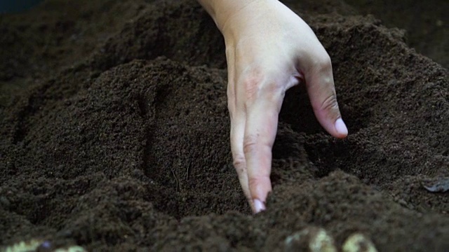 农民手捧着黑土，浇着黑土视频素材