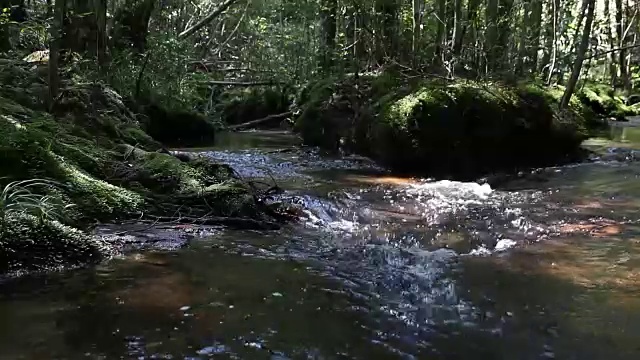 平静的山涧流水，碧绿的森林——选择性的焦点。视频素材