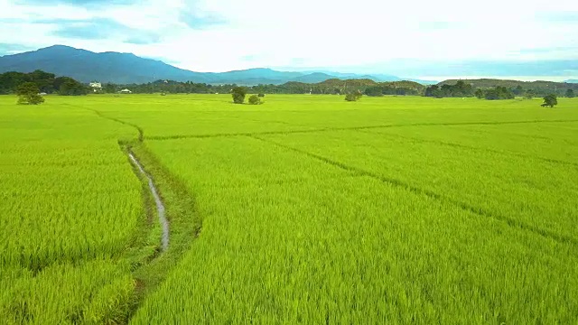 鸟瞰图，低空飞过稻田。飞行在玉米田视频素材