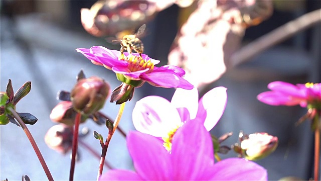 慢镜头蜜蜂从花上起飞视频下载