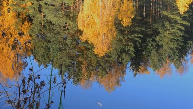 美丽的秋色树木倒映在森林湖泊的蓝色水面上。在水面上打转。放松冥想的视频视频素材