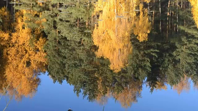 美丽的秋色树木倒映在森林湖泊的蓝色水面上。在水面上打转。放松冥想的视频视频素材